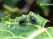 Блішки є дуже небезпечними для рослин  (зображення створено за допомогою ШІ)