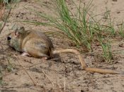 Херсонский кенгуру