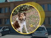 Не всіх собак вдалось врятувати