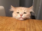 Неделя будет неудачной для Тельцов, Львов, Скорпионов и Стрельцов