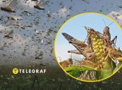 Сарана в Україні