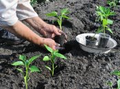Як правильно висаджувати розсаду перцю?