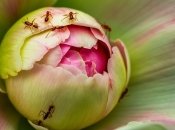 Муравьи полезны для этого цветка