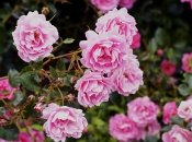 З цими добривами ваші троянди будуть квітнути все літо