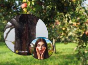 Трещина на коре поддается лечению