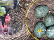 Птахи вчаться жити поруч з людьми