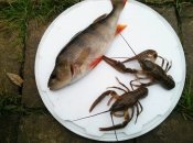 Це поширена приказка