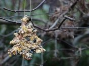 Поделки с детьми: делаем кормушку-гостинец для птиц