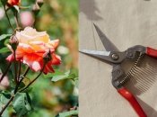 Один раз на рік трояндам потрібна радикальна обрізка