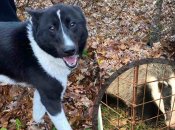 Охотничья собака