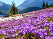 Весной в Карпатах расцветают крокусы