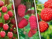 Малина Глен Файн, Лячка, Октавия