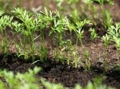 Секрет быстрых всходов