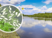 Колаж Телеграфу