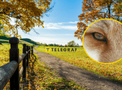 Животное сопровождает хозяина везде