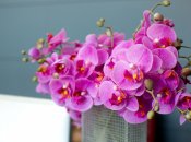 Орхідея – розкішна квітка