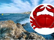 Краба знайшли в морі