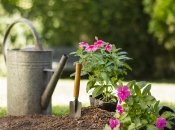 Если посеять эти цветы в апреле, то летом они порадуют цветением