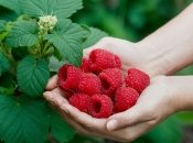 Малину навесні треба правильно підживлювати  (зображення створено за допомогою ШІ)