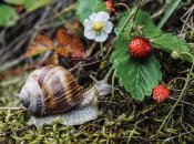 Какой сегодня праздник - Давид Земляничник