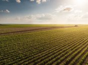 Эксперты считают, что весенняя посевная в Украине состоится