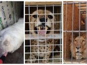 Евакуація тварин з Фельдман Екопарку