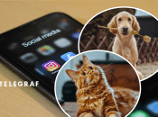 Клички для домашних питомцев