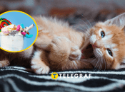 Коты – невероятные создания