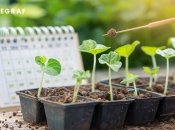 З цим методом ви зможете швидко отримати врожай огірків  (зображення створено за допомогою ШІ)