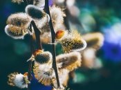 У це свято заведено освячувати гілочки верби