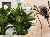 Проверьте свои кашпо