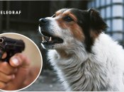 Стріляв у тварину