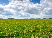 Одуванчики - зеленое удобрение для сада и огорода