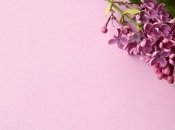 Розмноження кущів бузку за допомогою пагонів