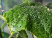 Как бороться с тлей народными средствами