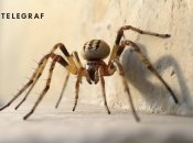 Попри моторошний вигляд, павуки є символами удачі