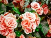 Розы страдают от тли