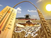 В прошлом году в некоторых регионах фиксировали температуру до +41 °C