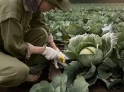 Так можна обрати найкращу капусту