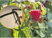 На території України зустрічається понад 1000 видів павуків