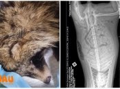 Єнотовидний собака потрапив у біду