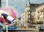 Голуби у Вінниці стали зірками мережі