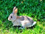 Вечерняя сказка. О том, как зайчик стал смелым и сильным