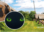 Чи існує чупакабра