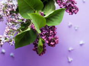 Стихи ко Дню матери 2019: детские и короткие