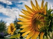 Подсолнечник известен своей неприхотливостью