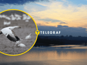 Бакланы на Днепре