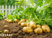 Соблюдайте правила севооборота