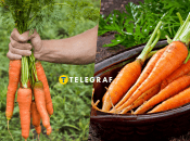 Урожай моркви