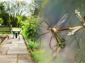 Як позбавити комарів